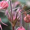 Geum triflorum, flowers