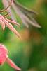 Geum triflorum, flowers