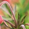 Geum triflorum, flowers