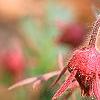 Geum triflorum, flowers
