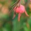 Geum triflorum, flowers
