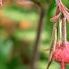 Geum triflorum, flowers