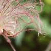 Geum triflorum, fruit