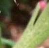 Geum triflorum, fruit