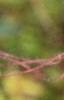 Geum triflorum, fruit