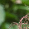 Geum triflorum, fruit
