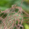 Geum triflorum, fruit