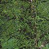 Kerria japonica, habit
