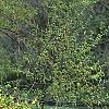 Kerria japonica, habit