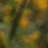 Kerria japonica, flowers