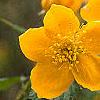 Kerria japonica, flowers