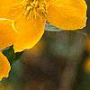 Kerria japonica, flowers