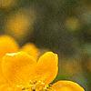 Kerria japonica, flowers