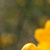 Kerria japonica, flowers