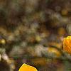 Kerria japonica, flowers