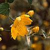 Kerria japonica, flowers