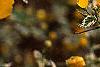 Kerria japonica, flowers