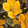 Kerria japonica, flowers