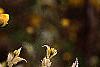 Kerria japonica, flowers