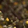 Kerria japonica, flowers