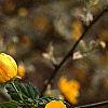 Kerria japonica, flowers