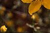 Kerria japonica, flowers