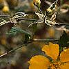 Kerria japonica, flowers