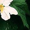 Kerria japonica 'Albescens', flowers