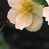 Kerria japonica 'Albescens', flowers