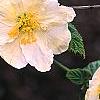 Kerria japonica 'Albescens', flowers