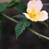 Kerria japonica 'Albescens', flowers