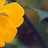 Kerria japonica 'Golden Guinea', flowers