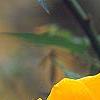 Kerria japonica 'Golden Guinea', flowers