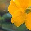 Kerria japonica 'Golden Guinea', flowers