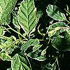 Kerria japonica 'Picta', leaves