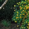 Kerria japonica 'Pleniflora', habit
