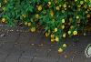 Kerria japonica 'Pleniflora', habit