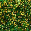 Kerria japonica 'Pleniflora', habit