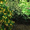 Kerria japonica 'Pleniflora', habit
