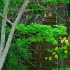 Kerria japonica 'Pleniflora', habit