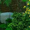 Kerria japonica 'Pleniflora', habit