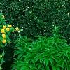 Kerria japonica 'Pleniflora', habit