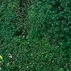 Kerria japonica 'Pleniflora', habit