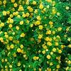 Kerria japonica 'Pleniflora', habit