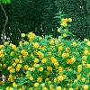 Kerria japonica 'Pleniflora', habit