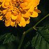 Kerria japonica 'Pleniflora', flowers