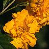 Kerria japonica 'Pleniflora', flowers