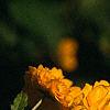 Kerria japonica 'Pleniflora', flowers
