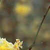 Kerria japonica 'Pleniflora', flowers