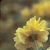 Kerria japonica 'Pleniflora', flowers